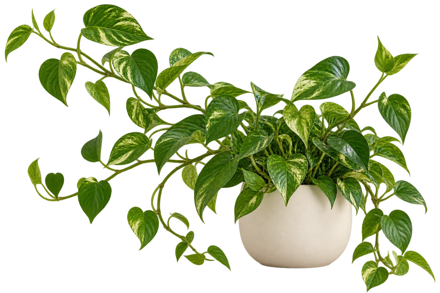 A flourishing money plant with spreading green leaves, symbolising growth and care